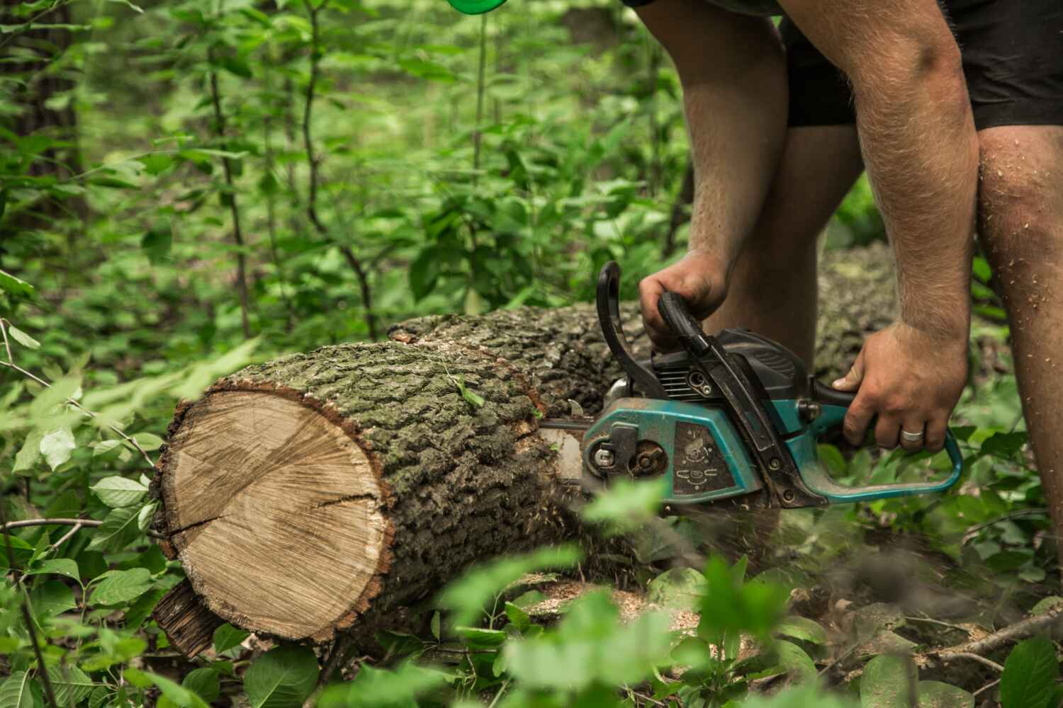 Emergency Storm Tree Removal in Orange Grove, TX